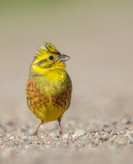Yellowhammer  - male in summer