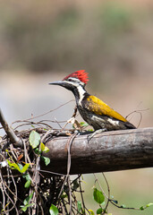 Black rumped flameback woodpecker perched on a woodlog