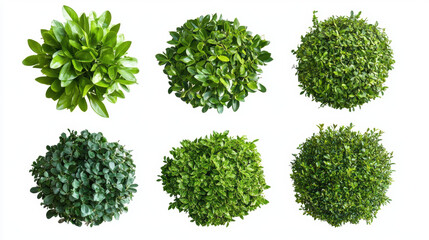 Green Bush Top View.