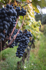 bunch of grapes