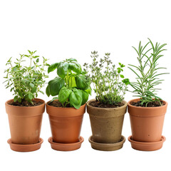 Fototapeta premium herbs in pots