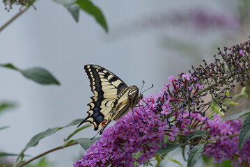 Old World Swallowtail or common yellow swallowtail (Papilio machaon) sitting on summer lilac in Zurich, Switzerland