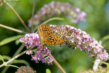 Silver-washed Fritillary (Argynnis paphia) butterfly sitting on summer lilac in Zurich, Switzerland