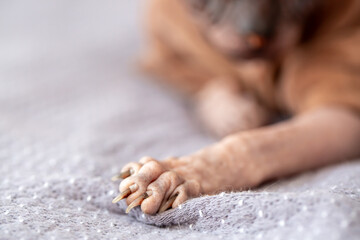 The cat's claws caught on the blanket. Damage to furniture and household items from pets' paws. Close-up of a hairless sphinx cat's paw. Clipping nails for cats and dogs.