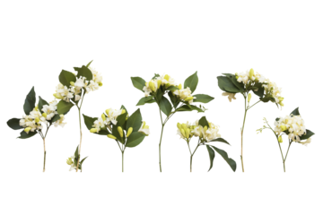 white flowers jasmine local flora of asia arrangement flat lay postcard style 