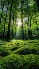 Serene Forest Glade with Ancient Trees, Moss, and Sunlight Filtering Through Canopy