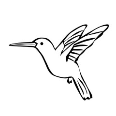 hummingbird in flight in transparent png 