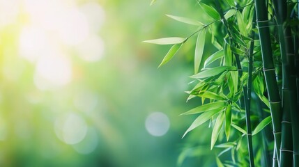 Closeup of Bamboo Forest