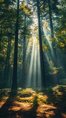 Fototapeta premium Majestic Redwood Forest: Towering Trees, Sunlight Beams, and Shadows on Forest Floor