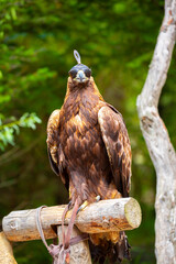 Close-up of a golden eagle wearing a cap covering its eyes. An eagle sits on a perch against a backdrop of green mountains. A bird of prey hunts for its prey. Falconry. National tradition of Asia.
