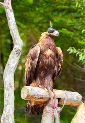 Close-up of a golden eagle wearing a cap covering its eyes. An eagle sits on a perch against a backdrop of green mountains. A bird of prey hunts for its prey. Falconry. National tradition of Asia.