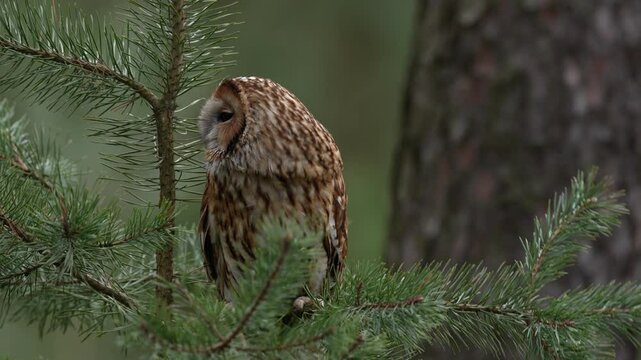 Brown owl sitting on tree stump in the dark pine forest habitat. Beautiful animal in the nature. Bird in the Sweden forest. Wildlife scene from dark spruce forest. Tawny owl hidden in the forest. 