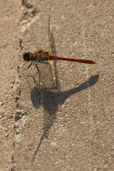 Red dragonfly sits on the curb