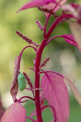 Obraz premium Monarch Butterfly, Danaus plexippus, jade green chrysalis on brightly colored fuchsia Amaranth