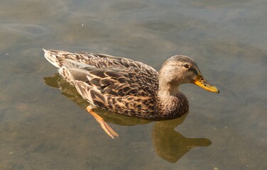 Mallard duck swimming in shallow water