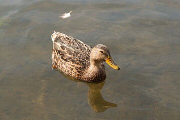 Mallard duck swimming in shallow water in bright sunshine