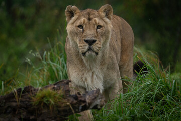 Lioness on the prowl looking at camera