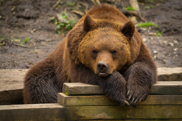 Fototapeta premium Brown bear posing for photograph