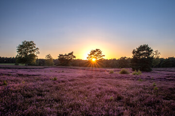 Violettes Land, Heideblüte im Naturpark Deutschland zum Sonnenuntergang, verträumte Stimmung mit alten Kiefern und Wacholderbäumen