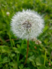 dandelion on green background