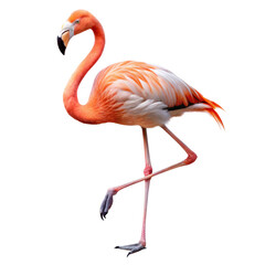 funny bird clipart
