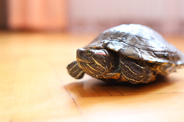 People care for and play with a pet red-eared turtle.
