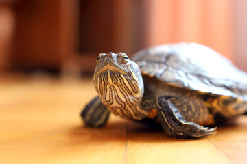 People care for and play with a pet red-eared turtle.