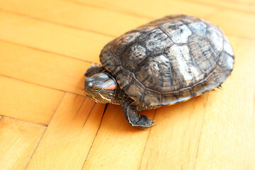 People care for and play with a pet red-eared turtle.