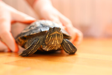 People care for and play with a pet red-eared turtle.