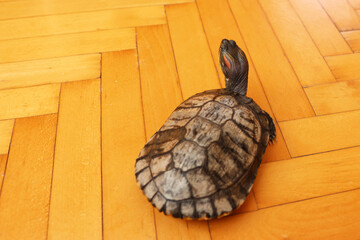 People care for and play with a pet red-eared turtle.