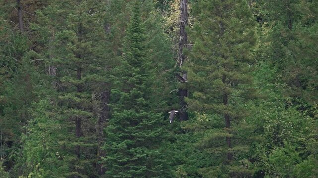 Bald Eagle with Juvenile flying on its tail as they swoop up in the forest in Idaho.