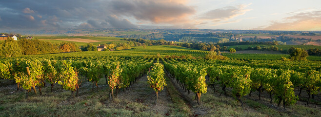 Paysage de vignes en France en automne avant les vendanges du raisin.