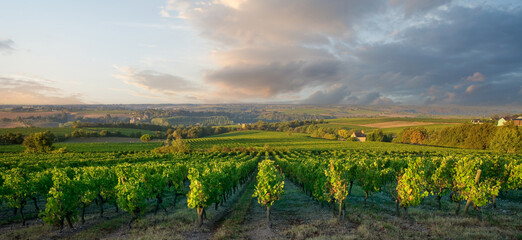 Paysage de vignes en France en automne avant les vendanges du raisin.