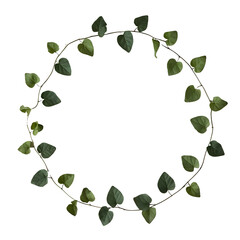 Obraz premium Vines Border Frame PNG Transparent Background