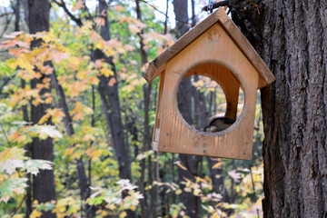 a bird house is on a tree trunk with yellow leaves in the background