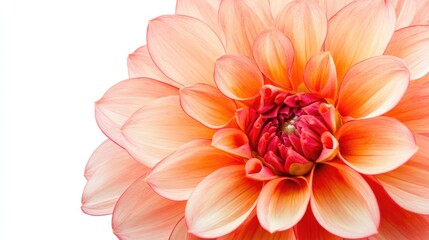 Fototapeta premium Close-up of a favorite flower in full bloom, showcasing vibrant petals and intricate details, set against a clean white background