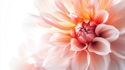Obraz premium Stunning close-up of a favorite flower, with soft textures and radiant colors, against a bright white background for a fresh look