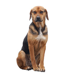 A sitting dog with no background, without a base, png file