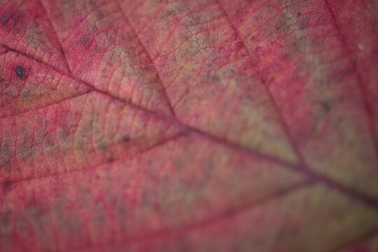 Fototapeta background with close up macro of red autumn maple leaf texture 