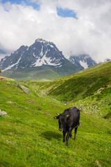 Cows and oxen on the mountain, Snowy mountains, green plateau. Black Sea plateau and cows.