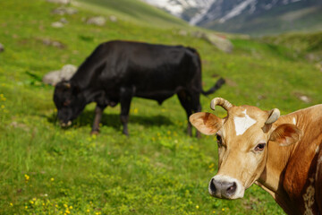 Cows and oxen on the mountain, Snowy mountains, green plateau. Black Sea plateau and cows.