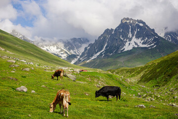 Cows and oxen on the mountain, Snowy mountains, green plateau. Black Sea plateau and cows.