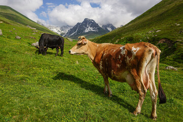 Cows and oxen on the mountain, Snowy mountains, green plateau. Black Sea plateau and cows.