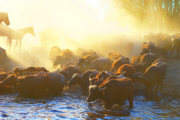 A herd of buffalo enters the lake at sunset amidst clouds of dust