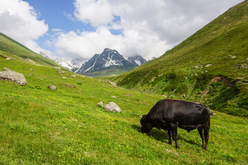 Cows and oxen on the mountain, Snowy mountains, green plateau. Black Sea plateau and cows.