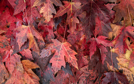 red autumn maple leaves background