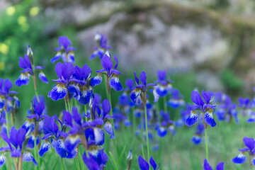 blue irises, flowers on a blurred background