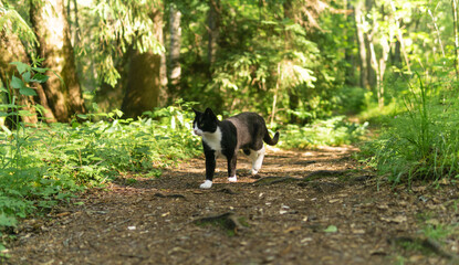 cat walks along a forest path