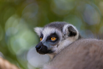  portrait of a ring-tailed lemur © AlexTow