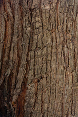 bark of a tree close up